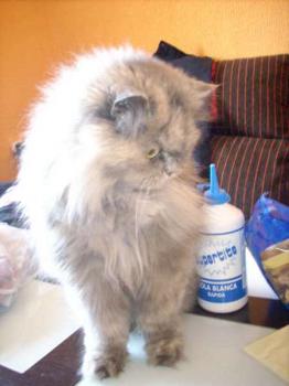Magui Bild von Magui