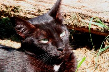 Buttercup Bild von Buttercup