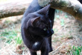 Buttercup Bild von Buttercup