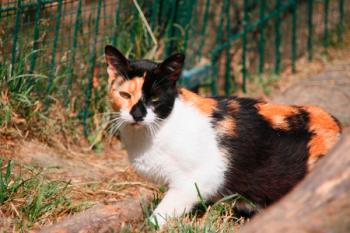 Arlequina Bild von Arlequina