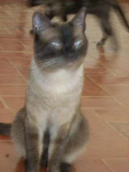 Simiu Bild von Simiu