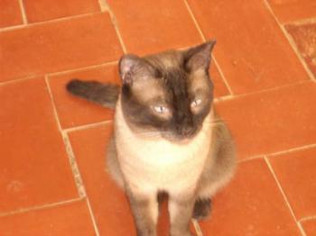Simiu Bild von Simiu