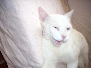 Albino Bild von Albino