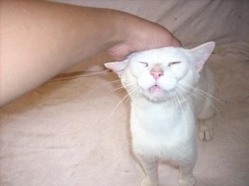 Albino Bild von Albino