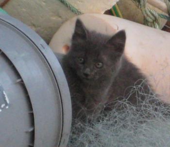 Maximiliano Bild von Maximiliano