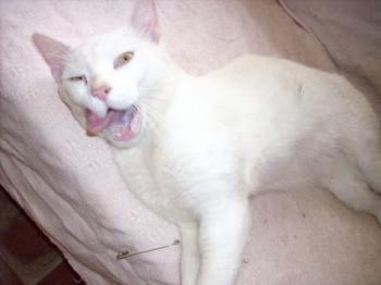 Albino Bild von Albino