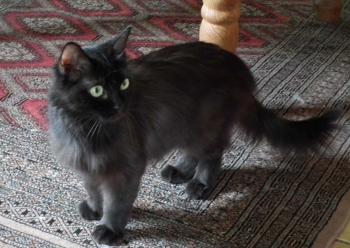 Alice Bild von Alice