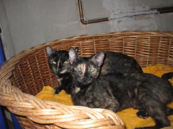 Greta Bild von Greta