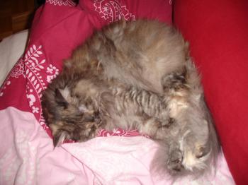 Mika Bild von Mika