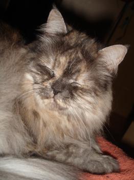 Mika Bild von Mika