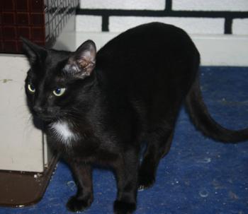 Blacky Bild von Blacky