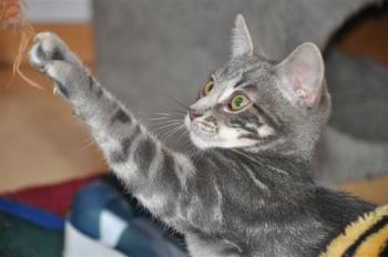 Bambam Bild von Bambam