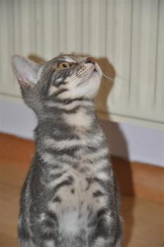 Bambam Bild von Bambam