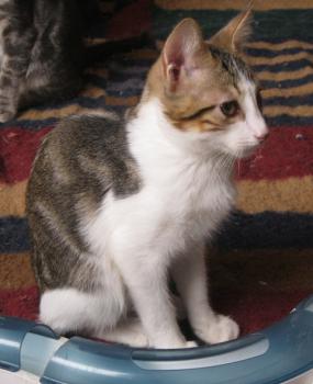 Paco Bild von Paco