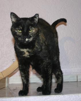 Casey Bild von Casey