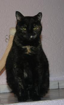 Casey Bild von Casey
