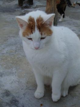 4681 Bild von 4681 - Milow
