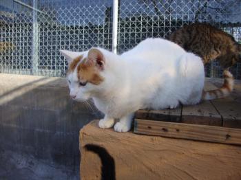 4681 Bild von 4681 - Milow