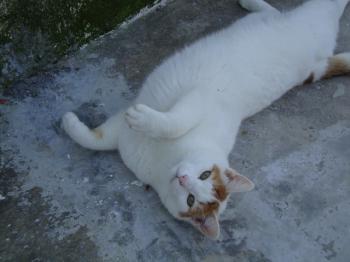 4681 Bild von 4681 - Milow