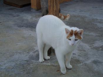 4681 Bild von 4681 - Milow