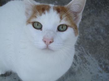 4681 Bild von 4681 - Milow