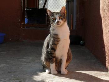 5312 Bild von Porti