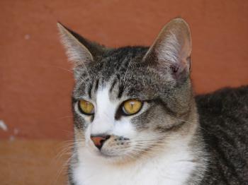 5312 Bild von Porti