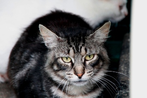 Sawyer Bild von Sawyer