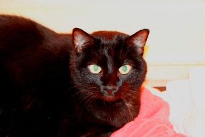 Pancho Bild von Pancho