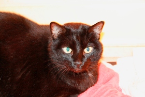 Pancho Bild von Pancho