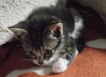 Nera Bild von Nera