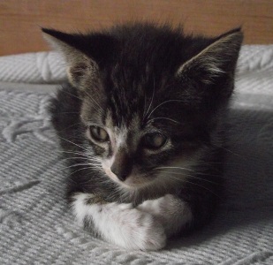 Nera Bild von Nera