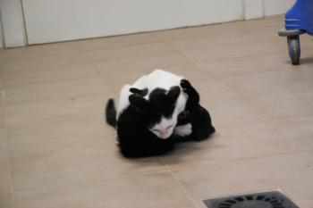 Cuchipú Bild von Cuchipú