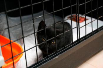Salem Bild von Salema