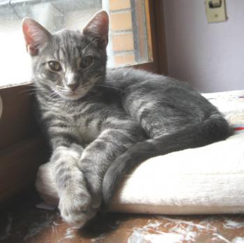 Bambam Bild von Bambam