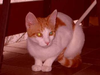 Foster Bild von Foster