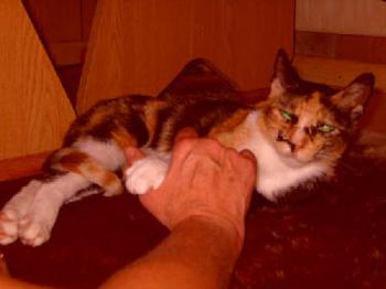 Dorotea Bild von Dorotea