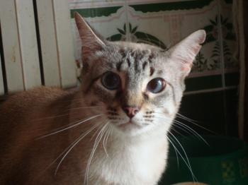 Chopi Bild von Chopi