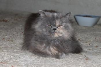 Xana Bild von Xana