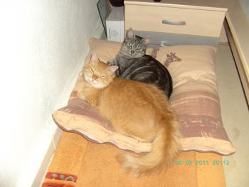 Dimas Bild von Dimas