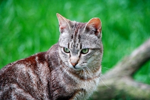 Barry Bild von Barry
