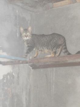 Tigger Babies Bild von Tigger