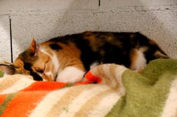Sweety - Five Bild von Sweety - Five
