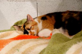 Sweety - Five Bild von Sweety - Five