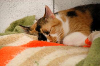 Sweety - Five Bild von Sweety - Five