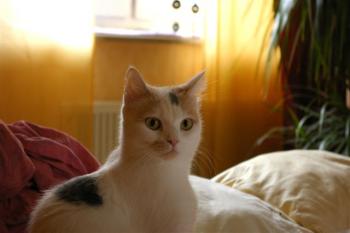 Sweety in Deutschland Bild von Sweety