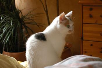 Sweety Bild von Sweety