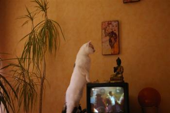 Sweety Bild von Sweety