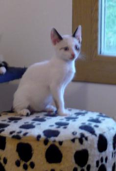 Poncho Bild von Poncho