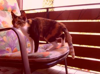 Dorotea Bild von Dorotea